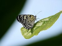 Who Loves Butterflies